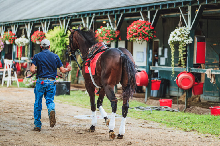A horse at Saratoga is jogged for an exam prior to going out for morning works.