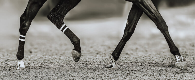 Thoroughbred hooves with ermine spots