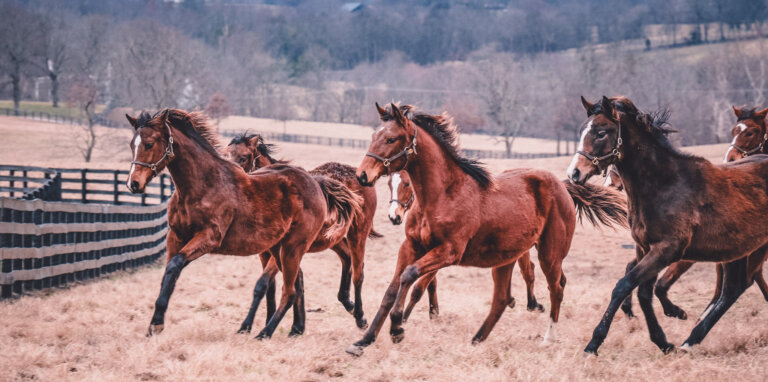 Yearlings+on+Mill+Ridge+Kentucky+Horse+Farm