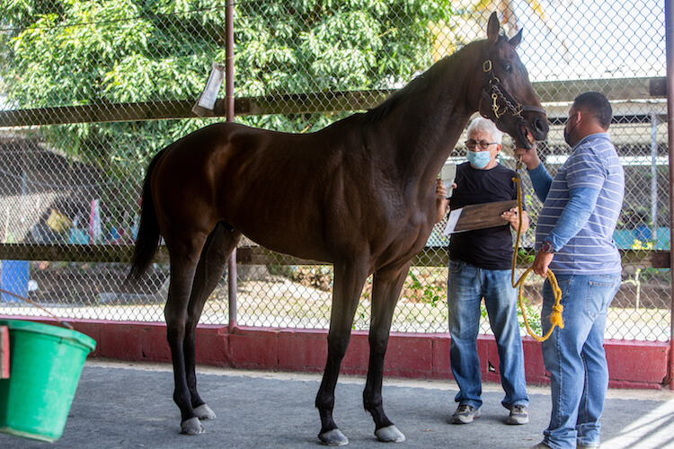 hipodromo-camarero-4